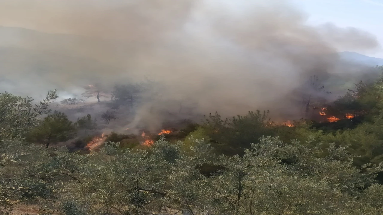 Osmaniyede ormanlık alanda korkutan yangın