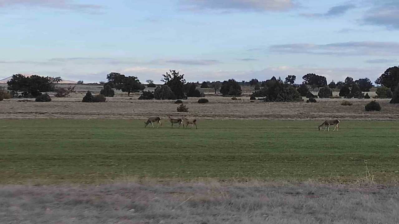Salda Gölü çevresine bırakılan kızıl geyikler beslenirken görüntülendi