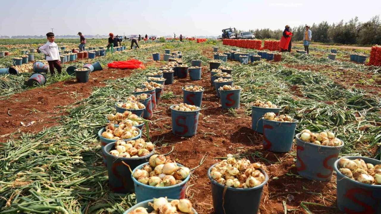 Soğan hasadı başladı, verim ve fiyatı çiftçinin yüzünü güldürdü