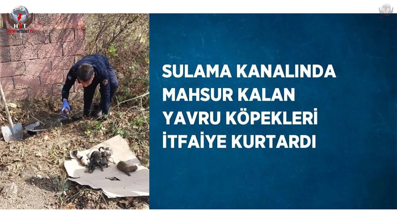 Sulama kanalında mahsur kalan yavru köpekleri itfaiye kurtardı