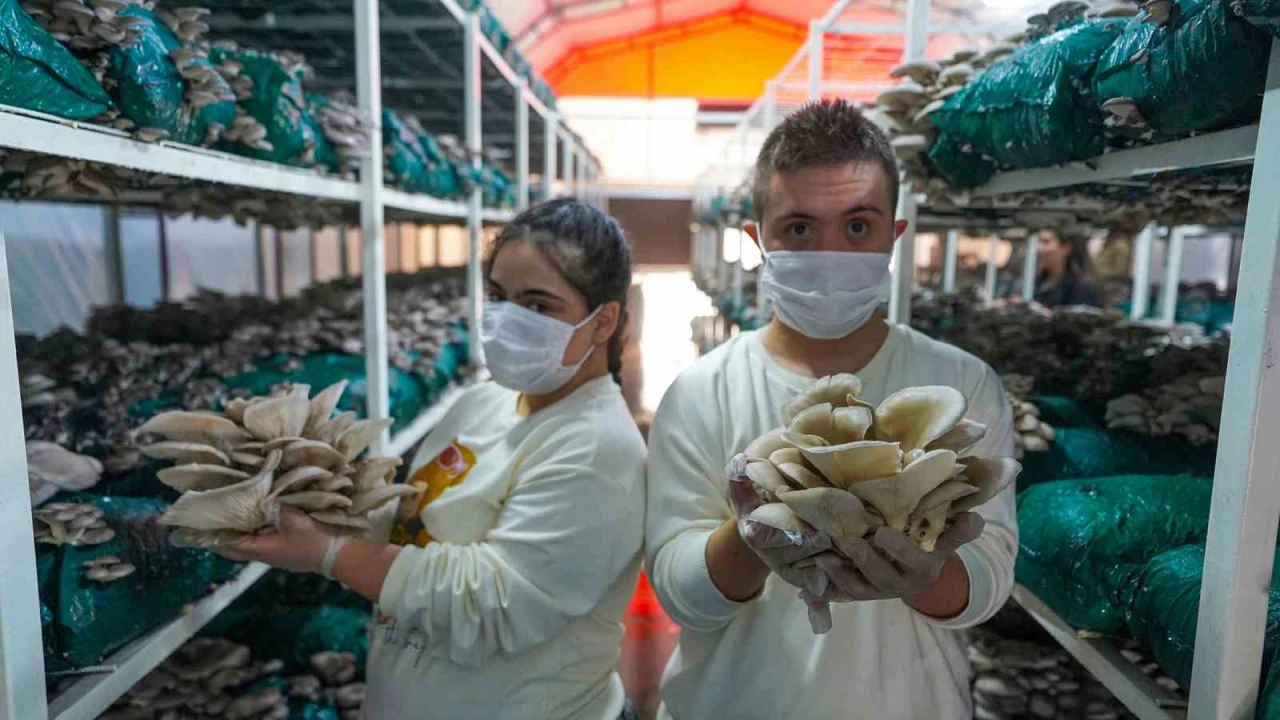 Tarsusta kursiyerler mantar hasadı yaptı