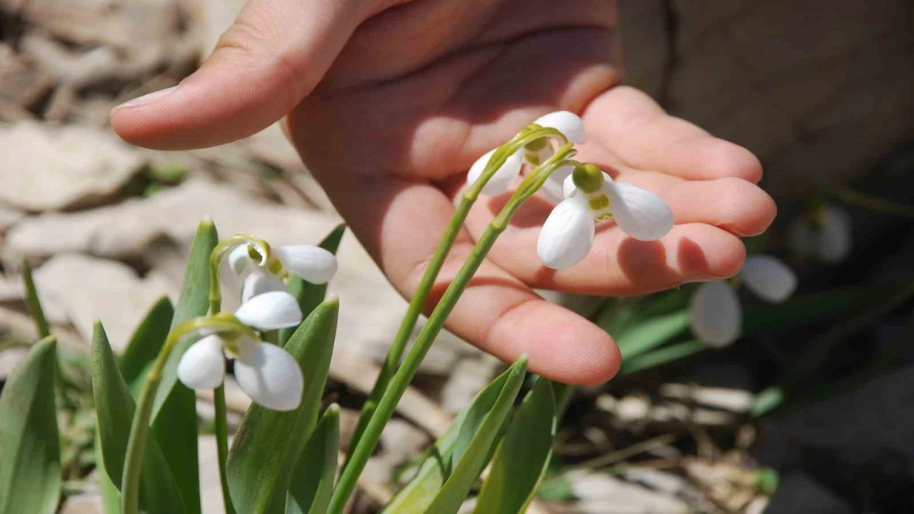 Toros Dağlarının beyaz gelinliği kardelenler yüzünü gösterdi