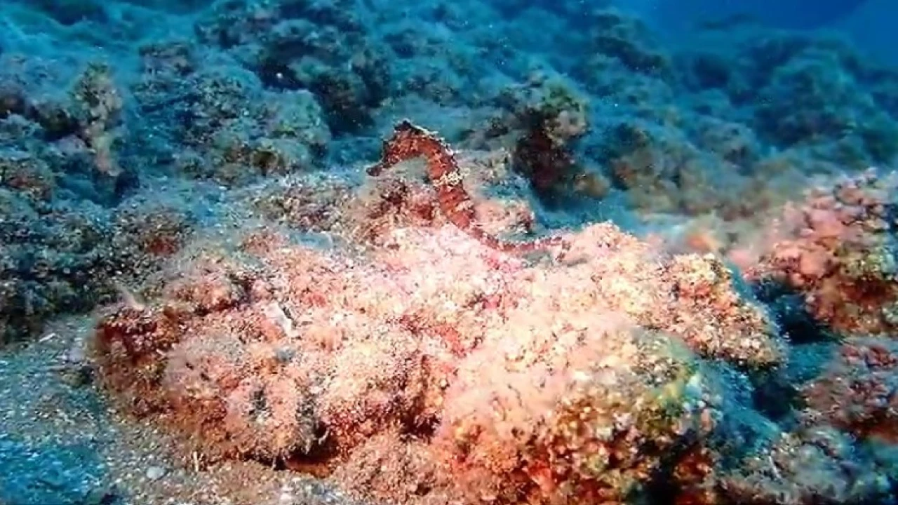 Türkiye sularında sadece 3 türü var: Denizatları yok olma tehlikesiyle karşı karşıya