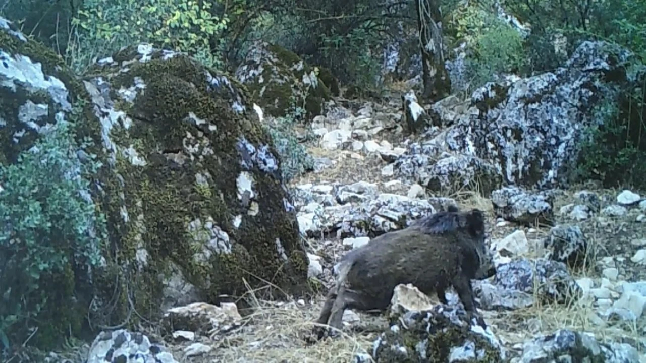 Yaban domuzunun çamur banyosu keyfi kamerada