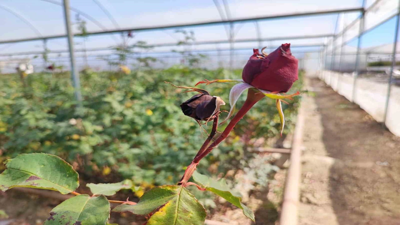 Zirai don gülü de vurdu