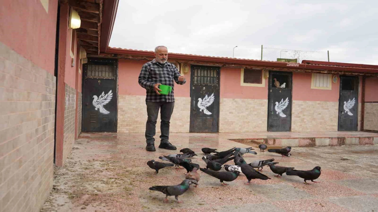 42 yıllık hobisi, profesyonel tesise dönüştü; güvercin apartı kurdu