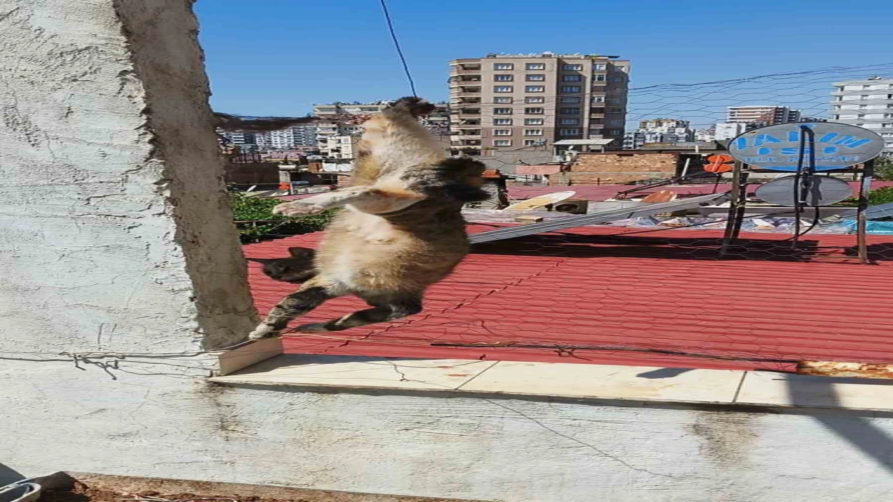 Adanada tel örgülerde mahsur kalan kediyi itfaiye kurtardı
