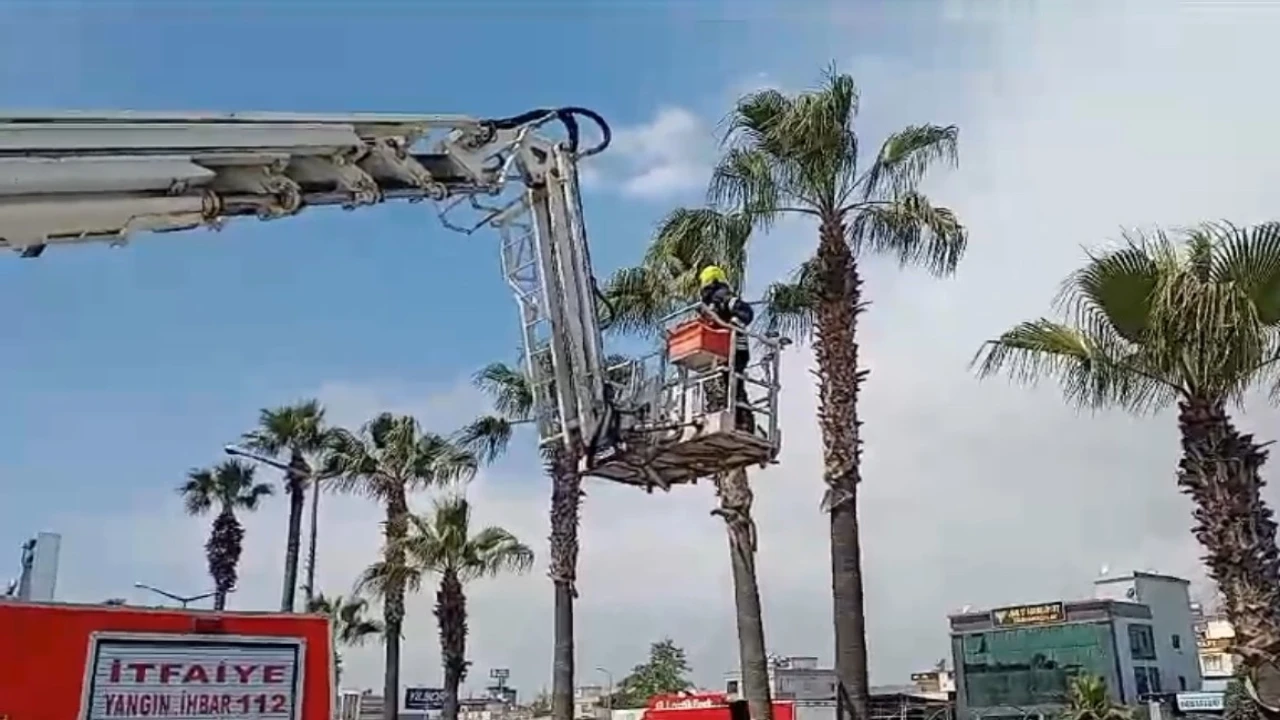 Ağaçta mahsur kalan kedi kurtarıldı