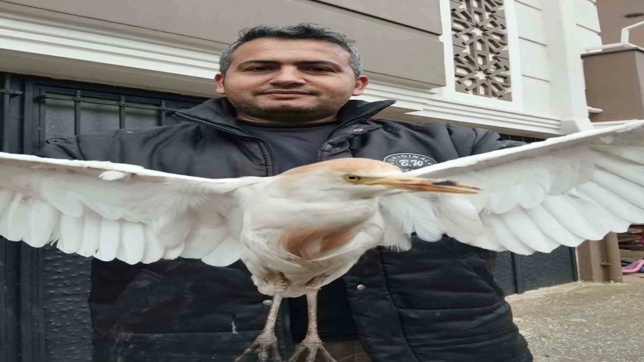 Aksekide yaralı Sığır Balıkçıl kuşu bulundu