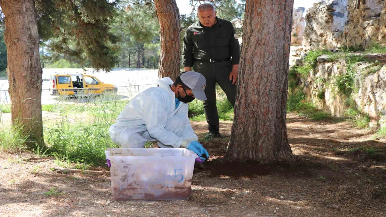 Alanya Belediyesinden biyolojik mücadele