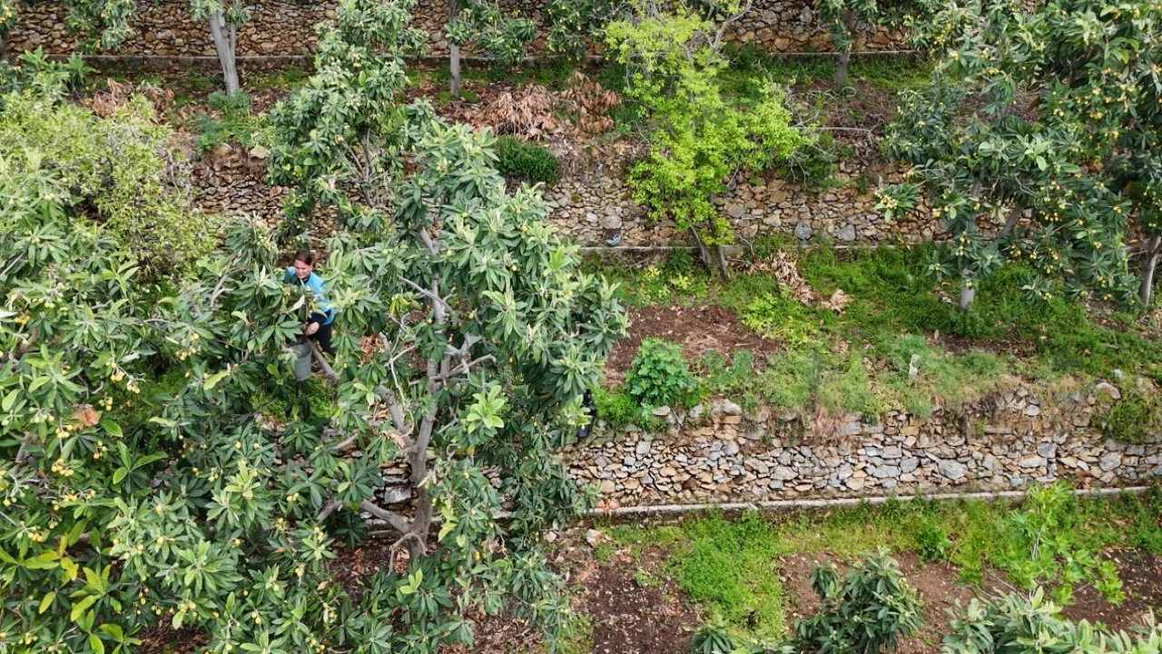 Alanyada muşmula hasadı başladı