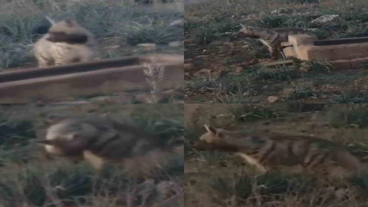 Anadolunun sessiz gece bekçisi, çizgili sırtlan görüntülendi