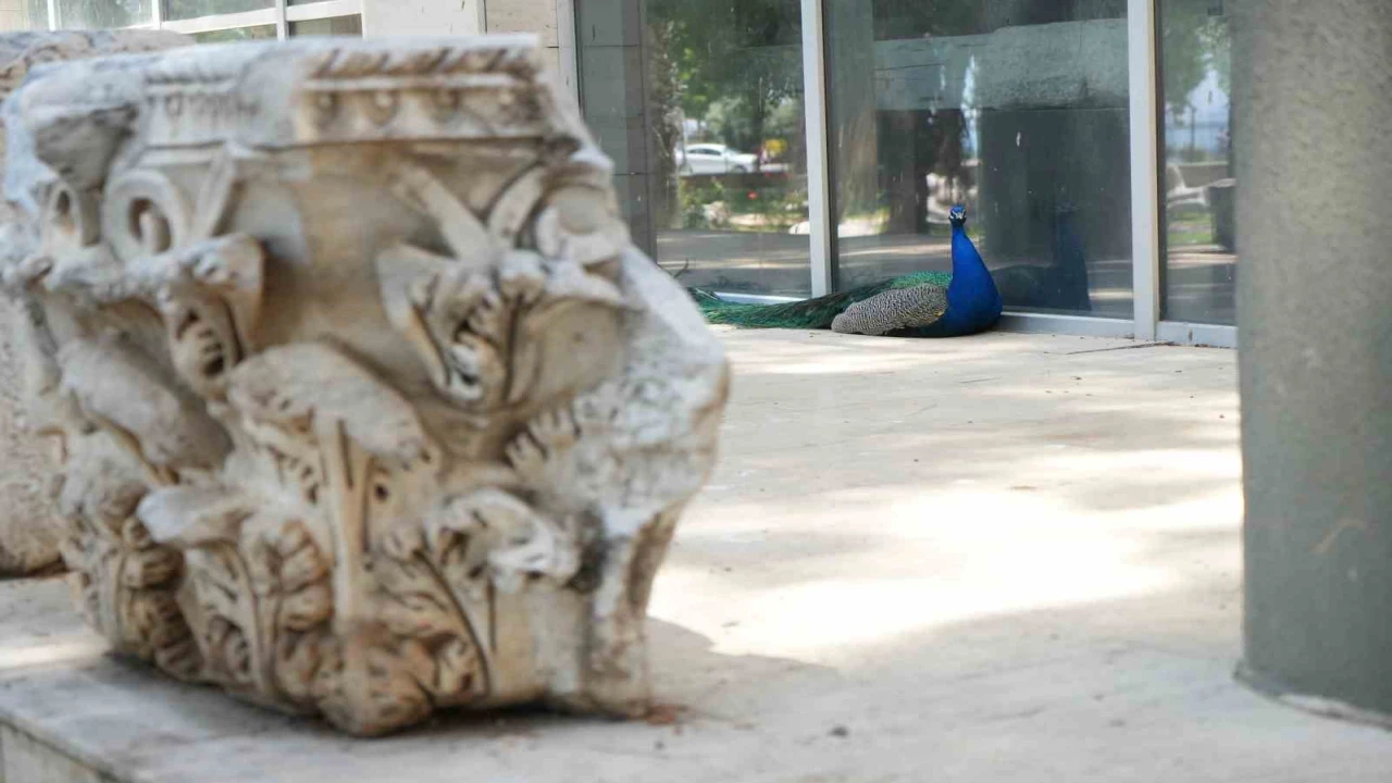 Antalya Arkeoloji Müzesinin renkli nöbetçileri tavus kuşları