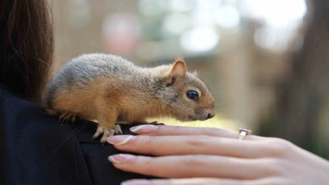 Antalya otogarında el konulan 2 yavru sincaptan haber var