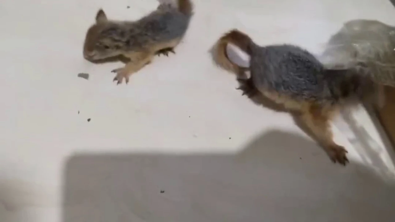 Antalyada 2 yavru sincap otogar kargosunda yakalandı