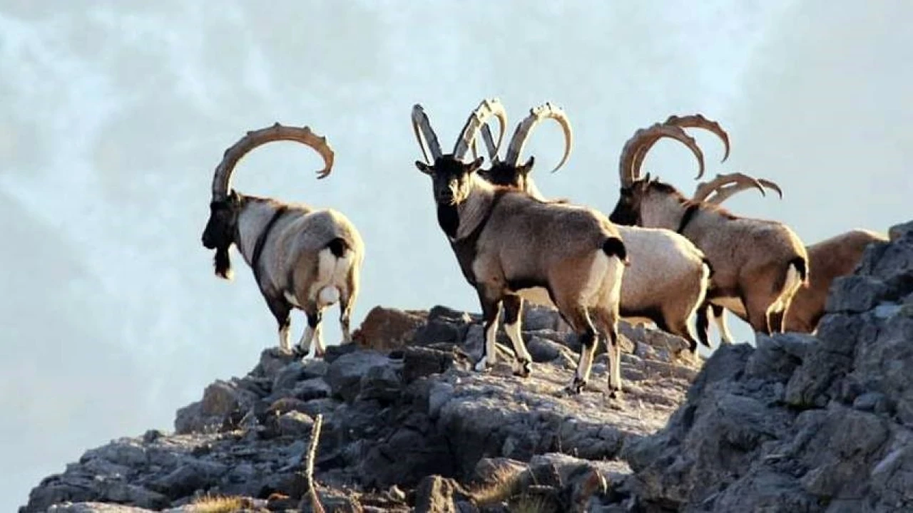 Antalyada yaban keçileri dron ve kamera ile görüntülendi