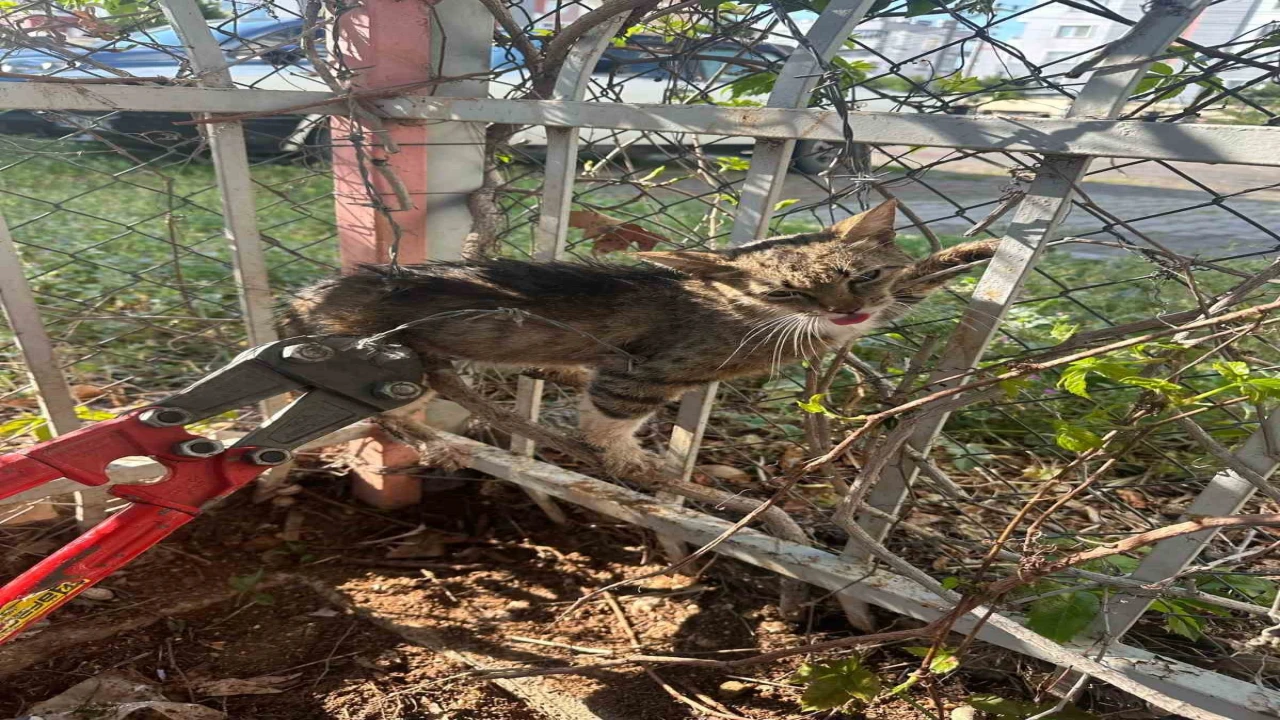 Bahçe demirlerine sıkışan kediyi itfaiyeciler kurtardı