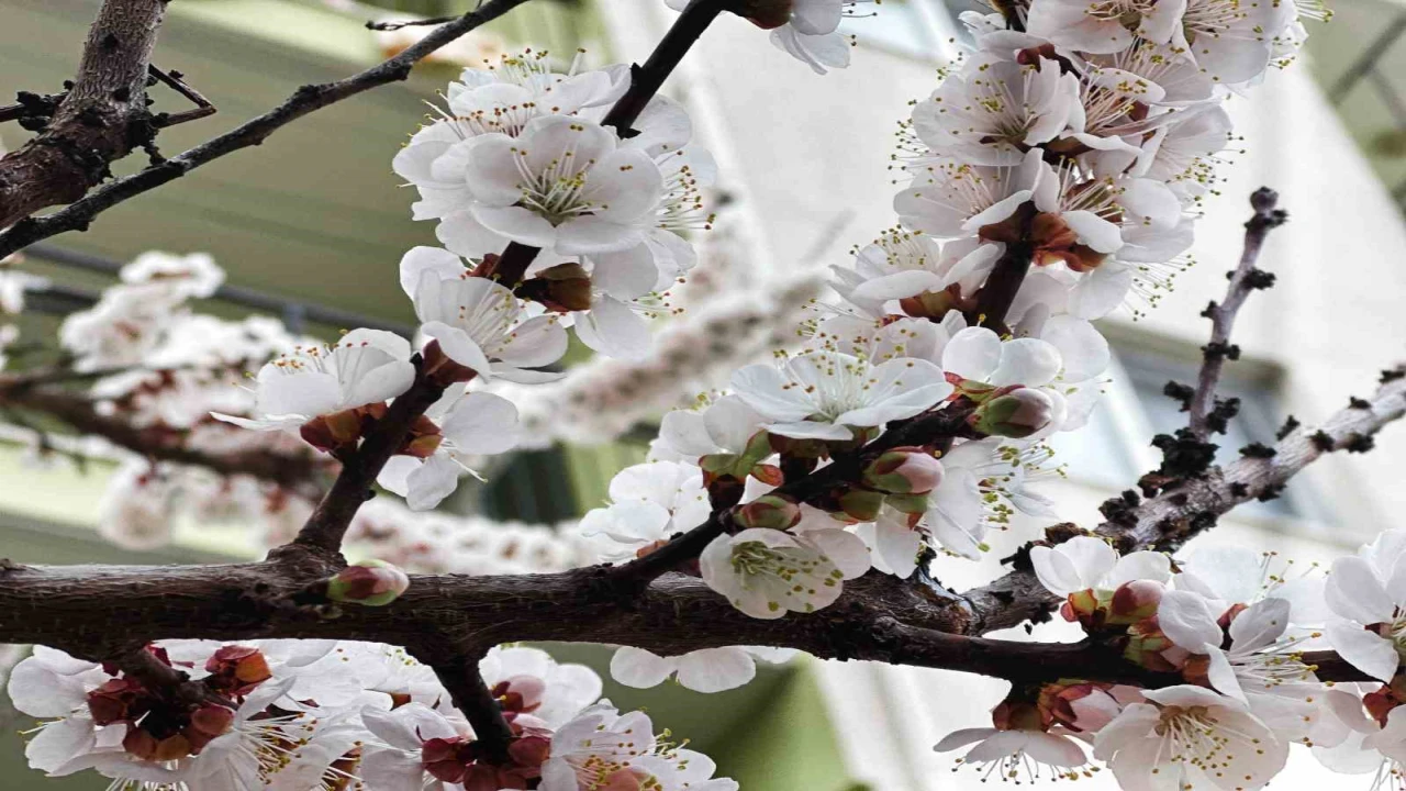 Burdur için zirai don uyarısı