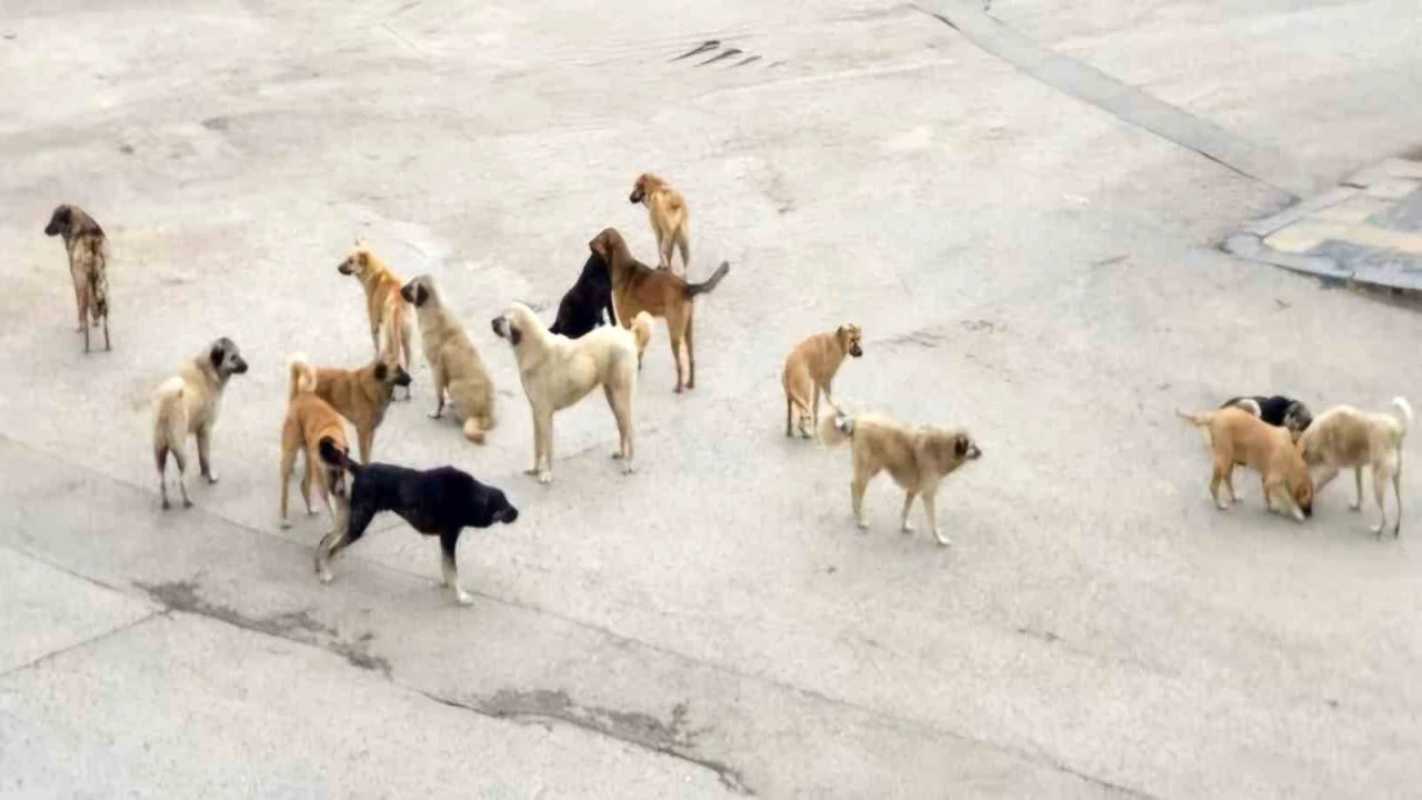 Burdurda komşusuna giderken köpeklerin saldırısına uğrayan yaşlı kadın yaralandı