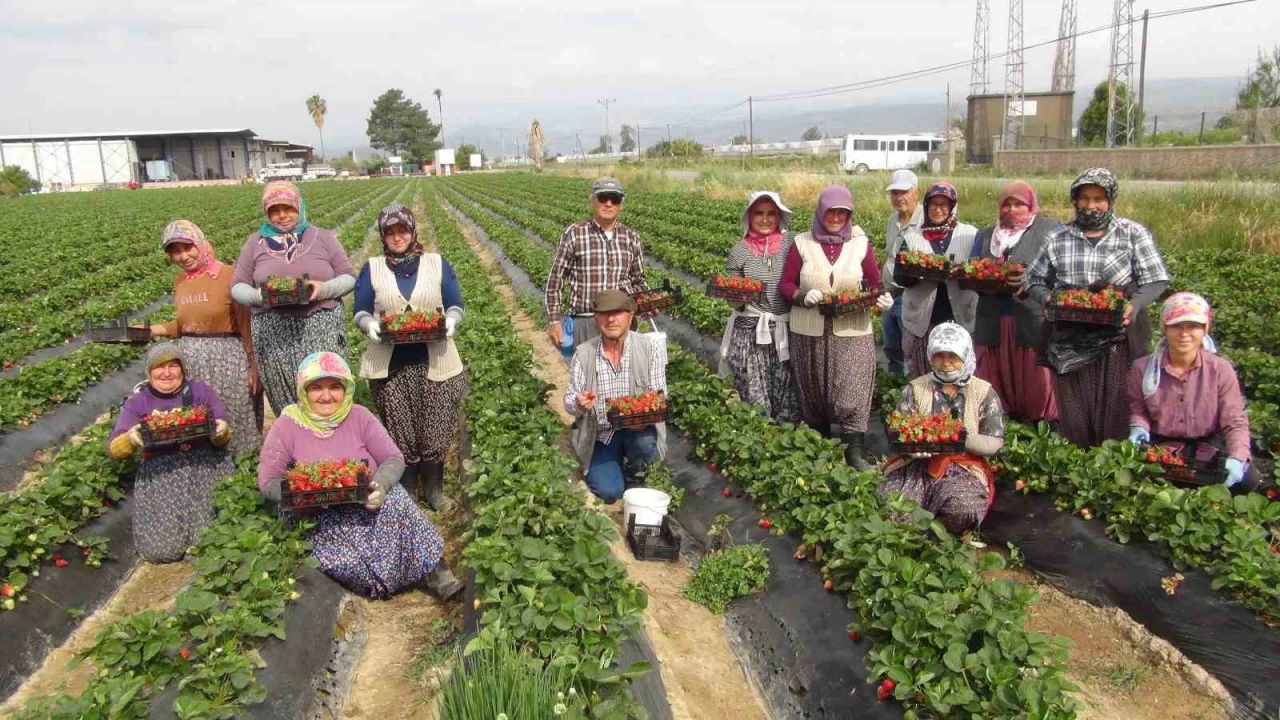 Coğrafi işaretli Silifke çileği Rusya, Ukrayna ve Katara ihraç ediliyor