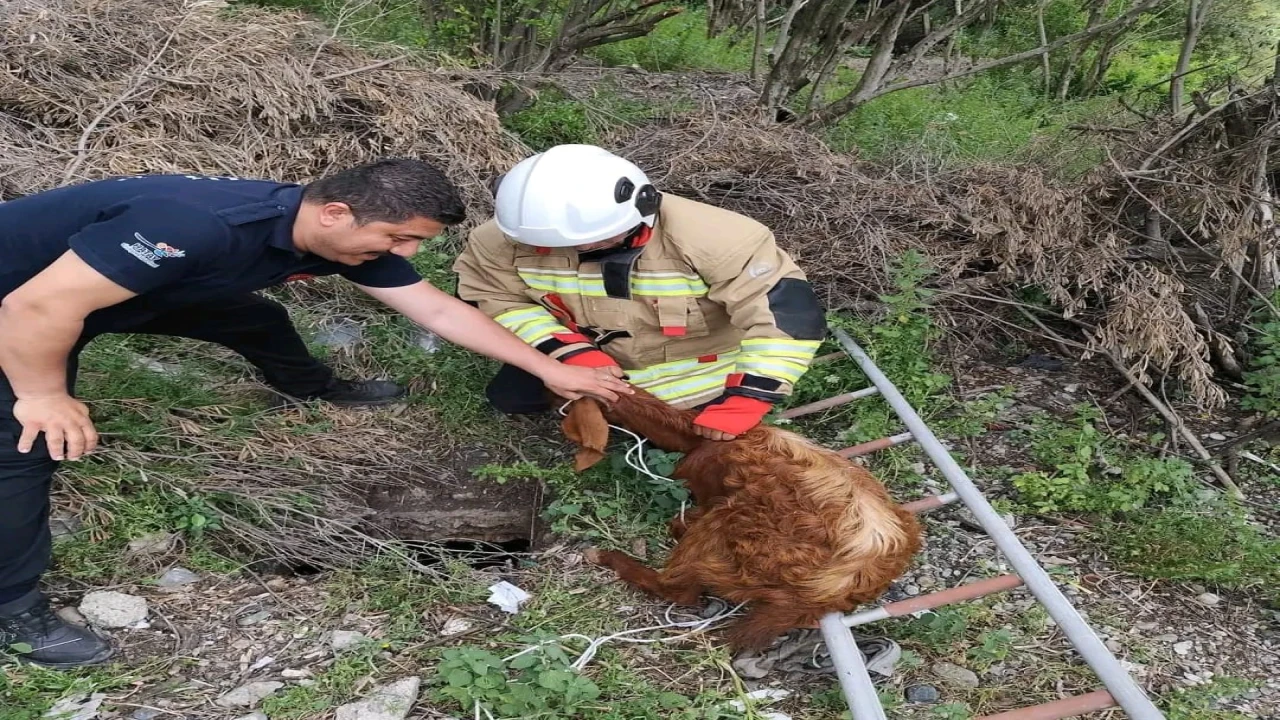 Çukura düşen keçiyi itfaiye kurtardı