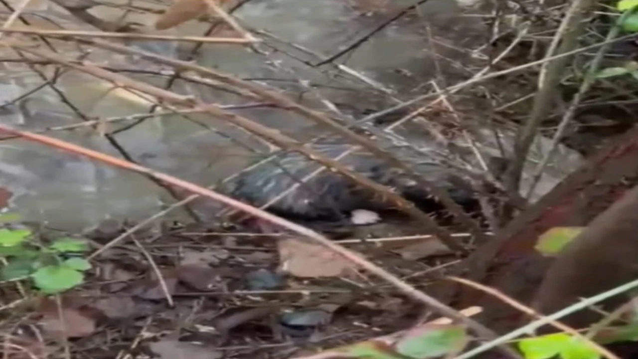 Dere yatağında mahsur kalan 4 yavru köpeği itfaiye kurtardı