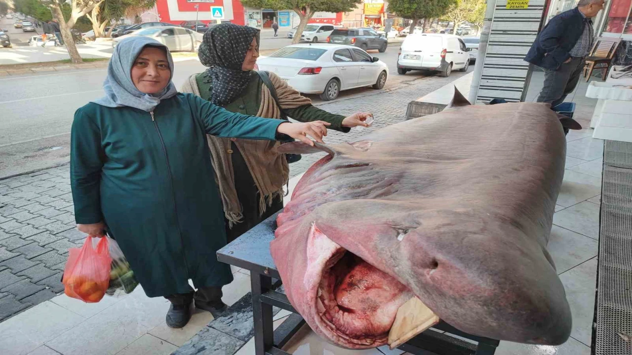 Dev köpek balığına dokunma yarışı