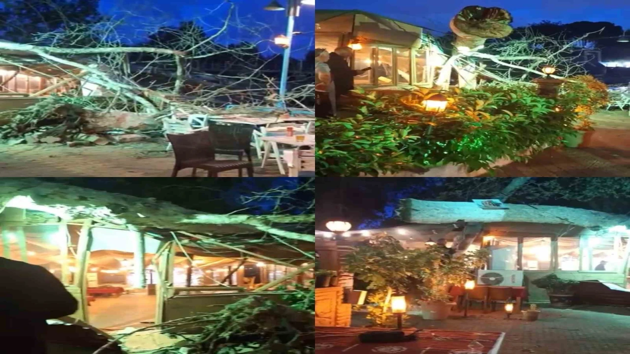 Devasa ağaç yıkıldı, 2 kişi hafif yaralandı