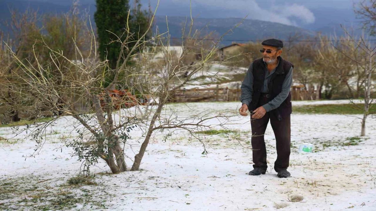 Dolu yağışının zarar verdiği sera ve zeytin bahçelerinde hasar tespit çalışması yapılıyor