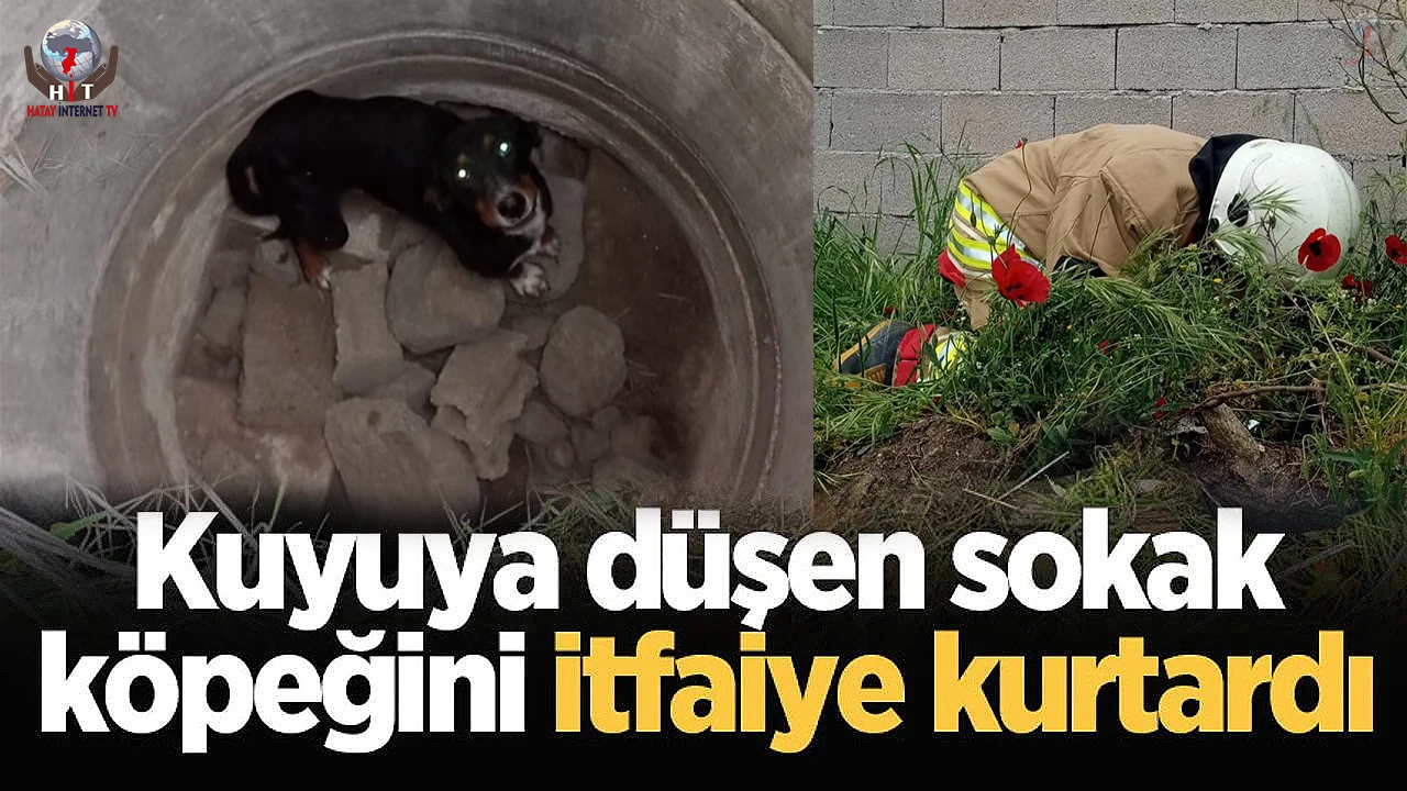 Erzinde kuyuya düşen köpeği itfaiye kurtardı