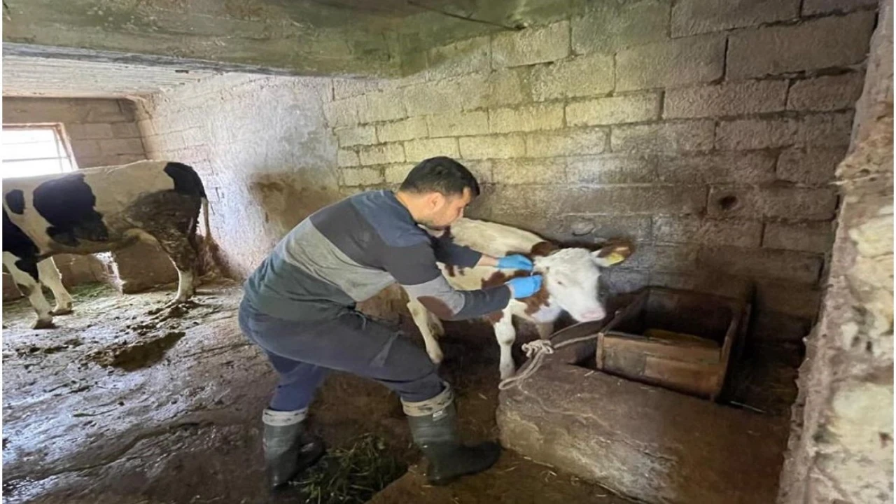 Gazipaşada gıda ve hayvan sağlığı denetimi