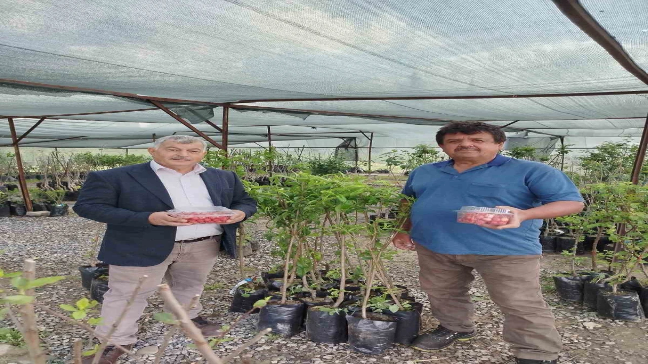 Gazipaşada sezonun ilk kiraz hasadı yapıldı