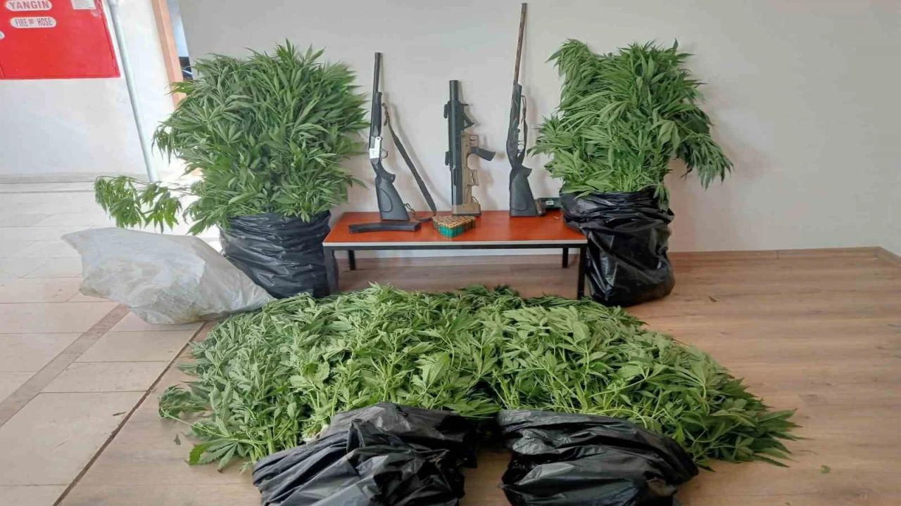 Gizli kenevir bahçesi kuran şüpheli tutuklandı