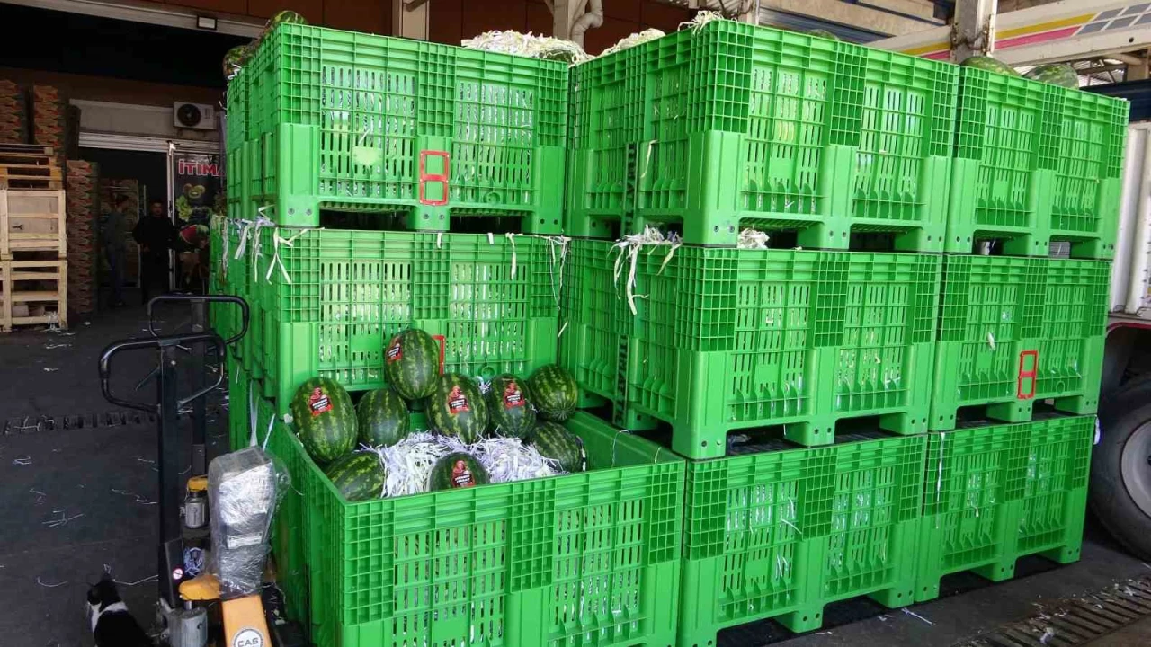 Halden 700 kilo karpuz çalındı: O anlar kamerada