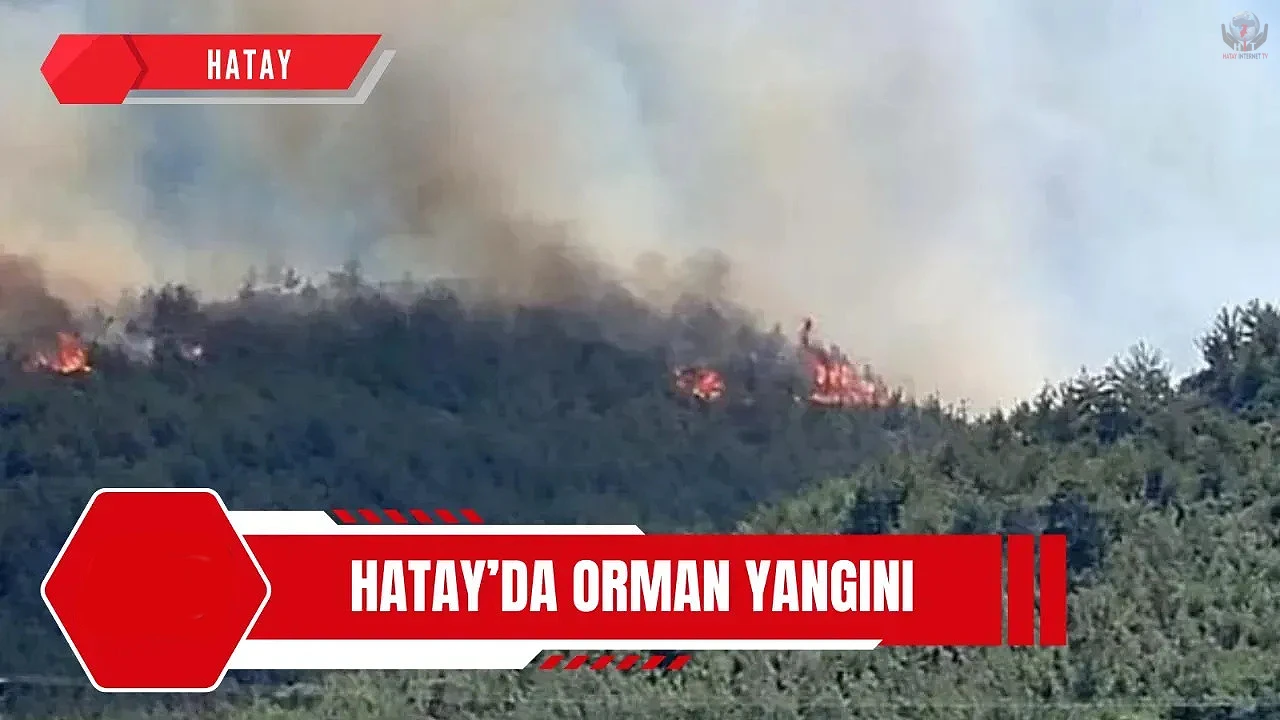 Hatayda orman yangını