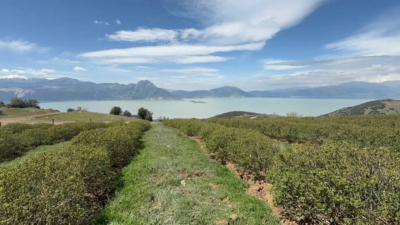 Ispartada zirai donun bilançosu ağır oldu