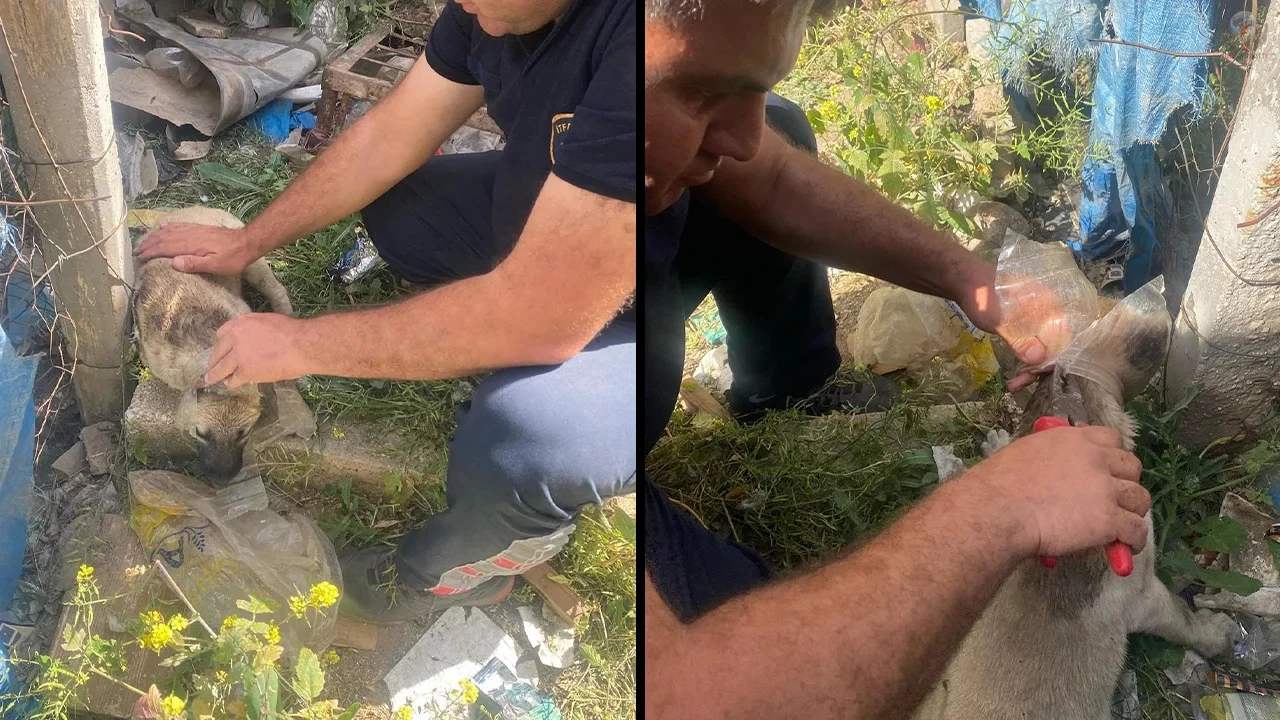 Kafasına bidon sıkışan yavru köpeğin yardımına itfaiye yetişti