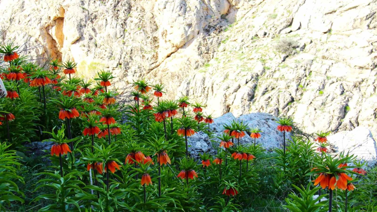 Kahramanmaraşta ters laleler kartpostallık görüntüler oluşturdu