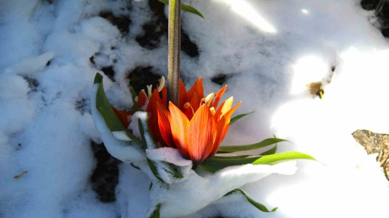Kar altında kalan ters laleler görsel şölen sundu