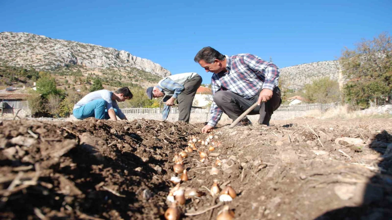 Kardelen soğanlarının doğadan sökümü yasaklandı