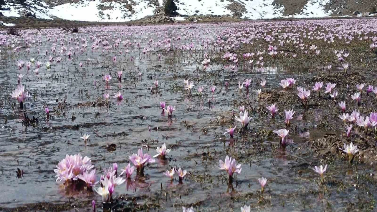 Karların erimesiyle çıkan kardelenler görsel şölen sundu