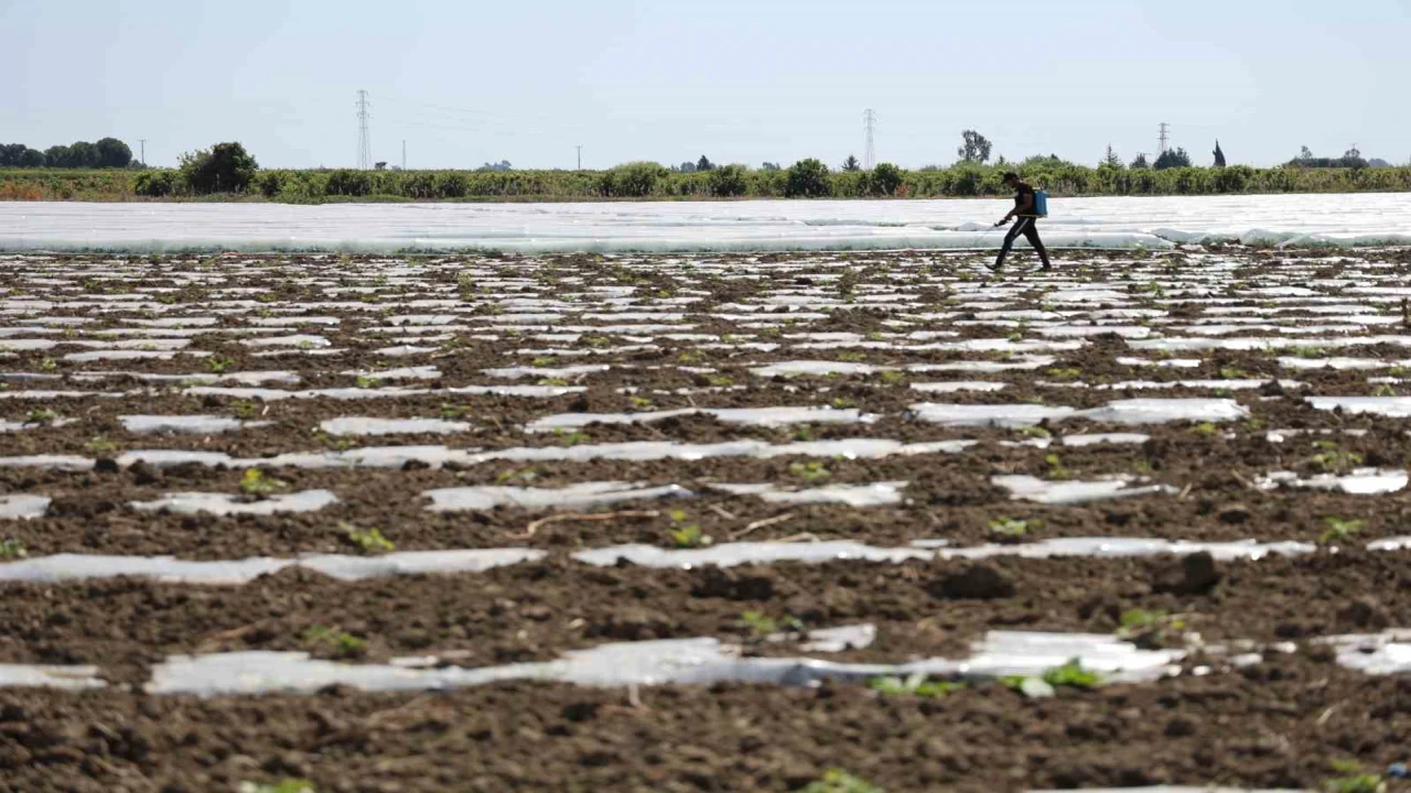 Karpuz üretiminin lideri Adanada çiftçiler 10 lira fiyat bekliyor