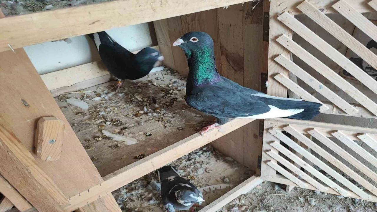 Kayıp iki güvercini bulana 20 bin lira ödül