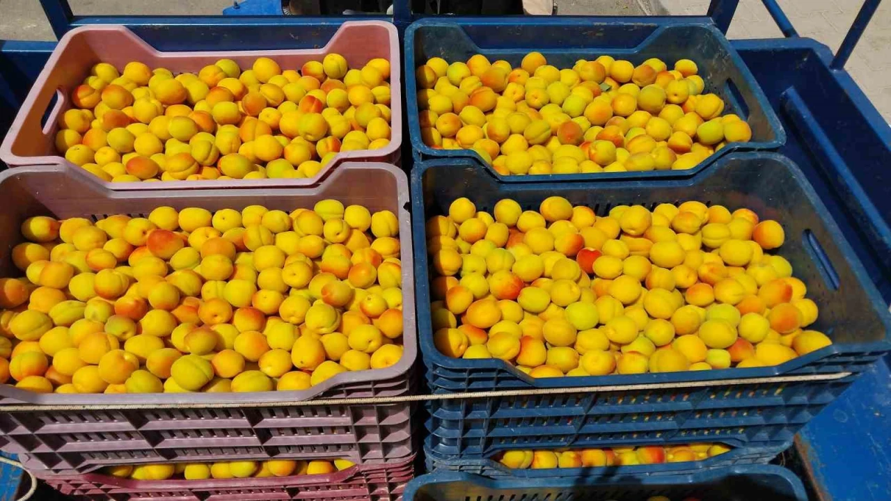 Kayısıda ilk hasat yapıldı: 500 TLden alıcı buldu