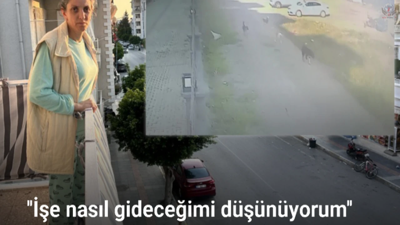 Köpek saldırısında yaşadığı korku dolu anları unutamayan kadın sokağa çıkamıyor