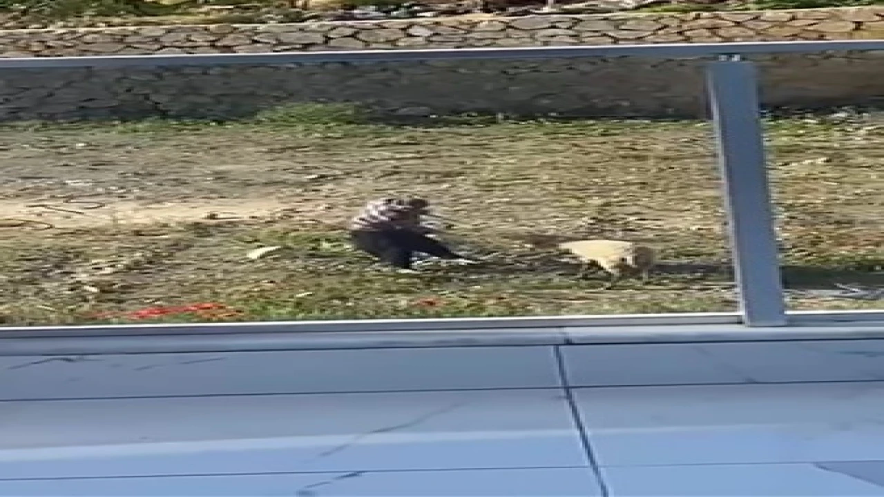 Koyuna tekme atıp, iple eziyet eden şahıs gözaltına alındı