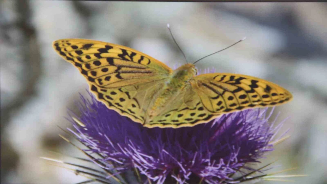 Mersinde Mutlu Kelebekler Festivali