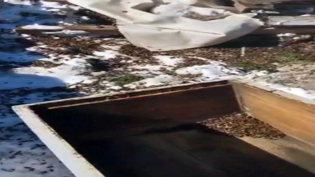 Osmaniyede aç kalan ayılar, arı kovanlarına saldırdı