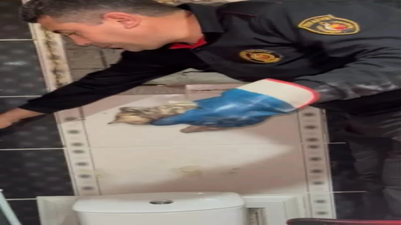 Osmaniyede mahsur kalan yavru kediyi itfaiye ekipleri kurtardı