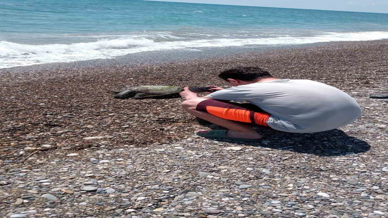 Serikte ölü caretta caretta sahile vurdu